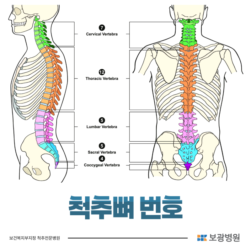 허리 4번 5번 디스크가 대체 뭘까? 척추뼈 번호 알려드립니다