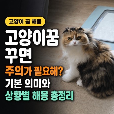 고양이꿈 꾸면 주의가 필요해? 기본 의미와 상황별 해몽 총정리
