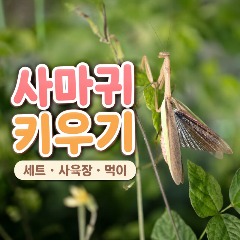절지동물 사마귀 키우기 세트, 사육장 먹이까지 정리