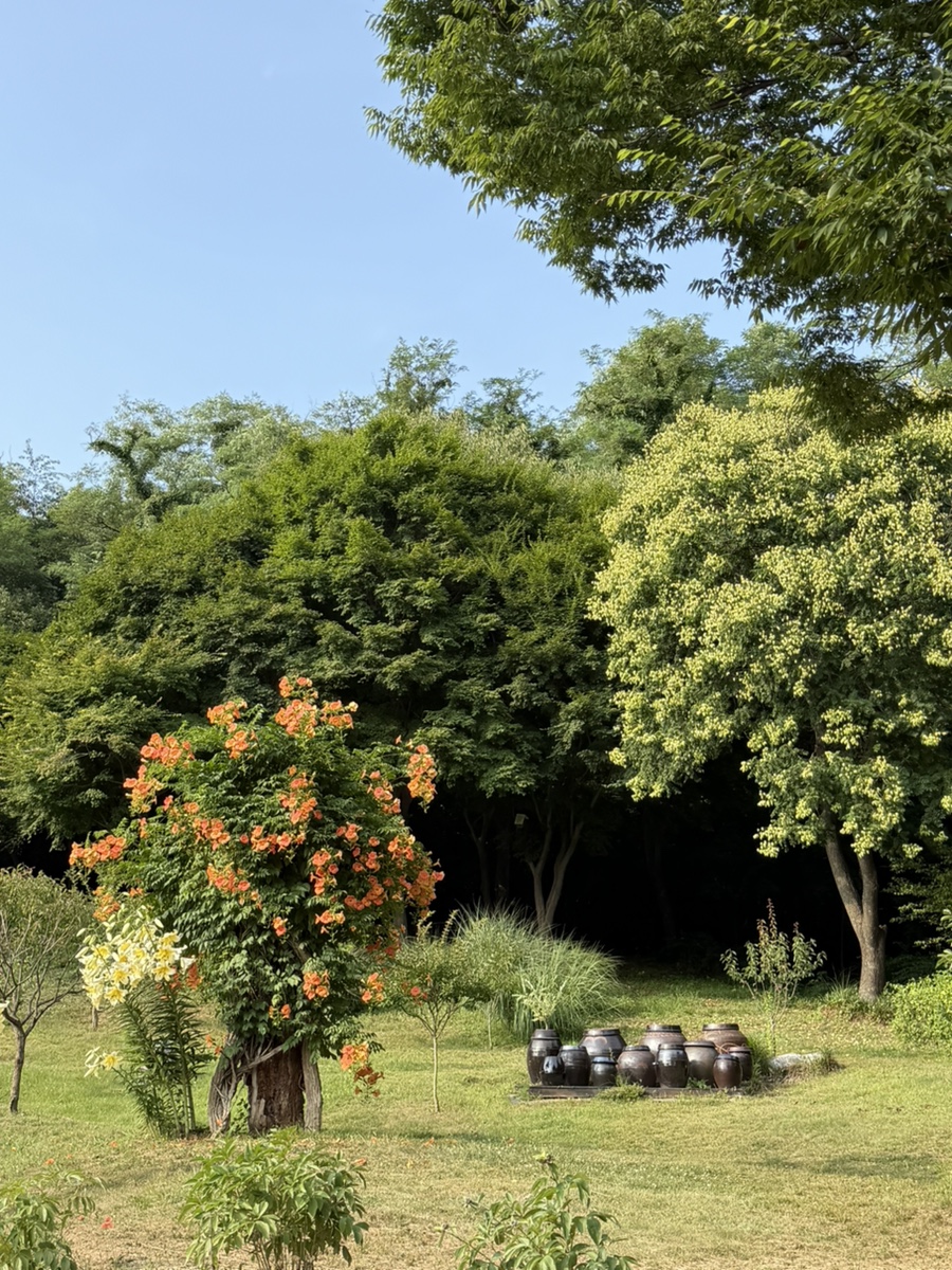 메이도우 사진 5