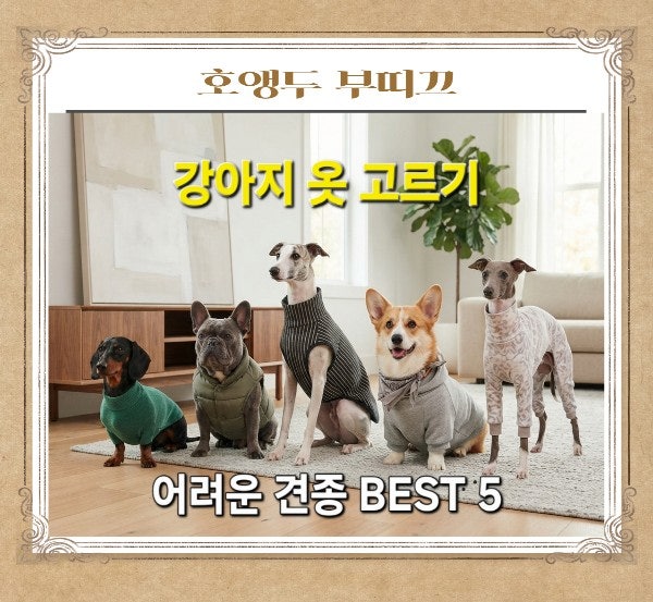 강아지옷 고르기 어려운 견종 BEST5 닥스훈트부터 웰시코기까지