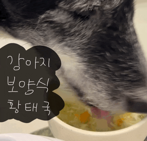 강아지보양식 5분 레시피 황태국 꿀팁