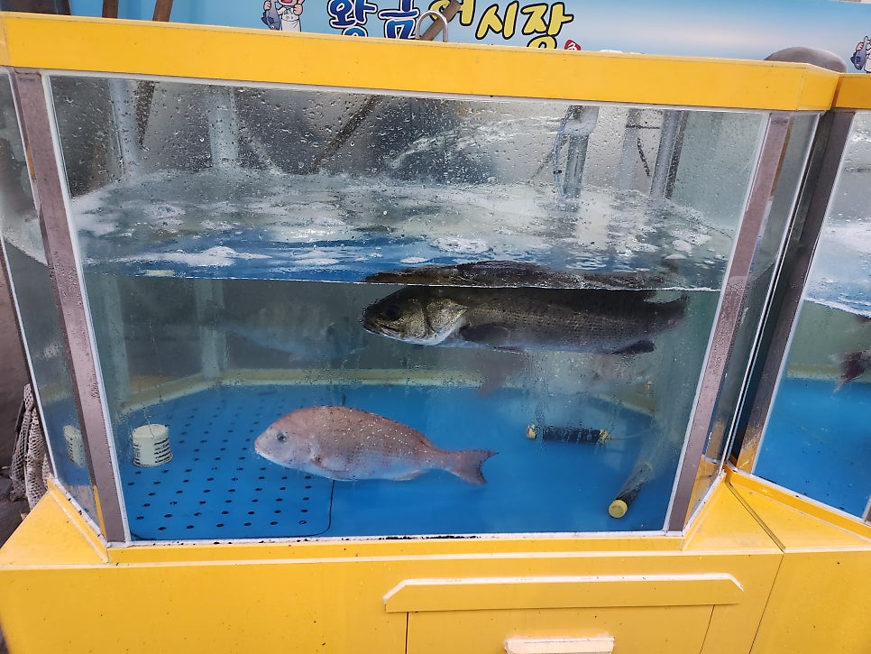 황금어시장 사진 2
