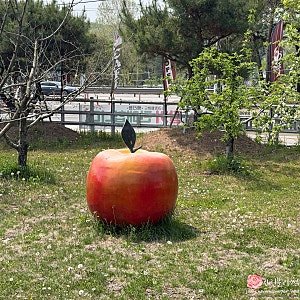[포천/카페] 사과농장 감성 가득한 <애플갱> 직접 재배한 과일로 만든 착즙주스와 애플파이 ....