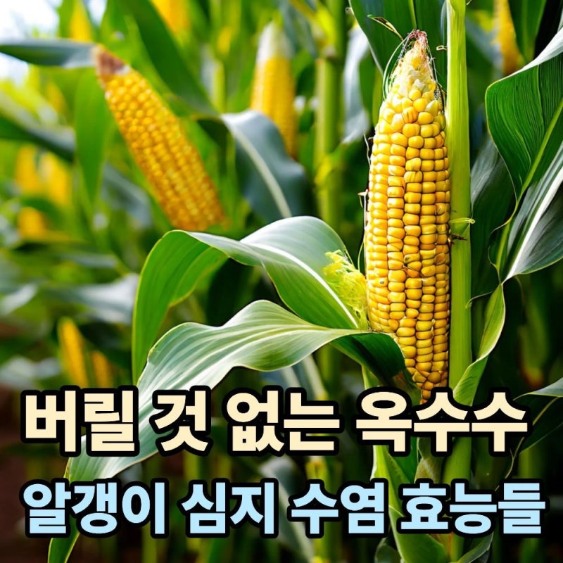 옥수수 알갱이부터 속대·수염·껍질까지, 버릴 것 없는 옥수수효능 총정리