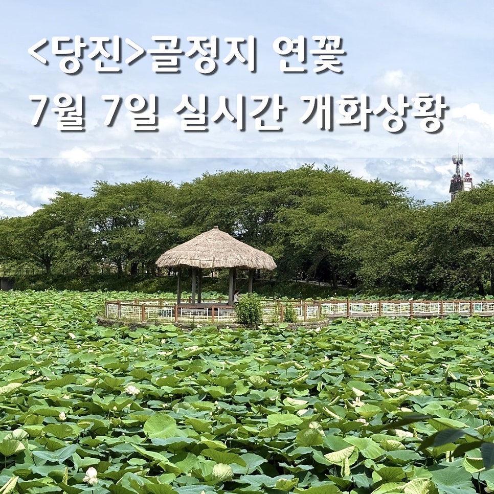 골정지 사진 1