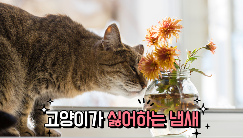고양이가 싫어하는 냄새: "기피"와 "독성"은 완전히 다른 얘기!