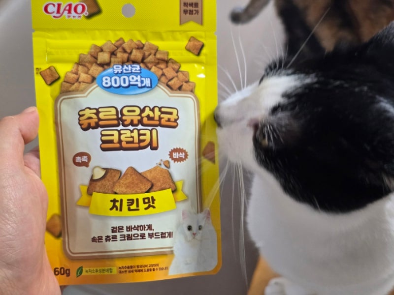 고양이 간식 이나바 차오 츄르 유산균 크런키 치킨맛 먹여본 솔직 후기