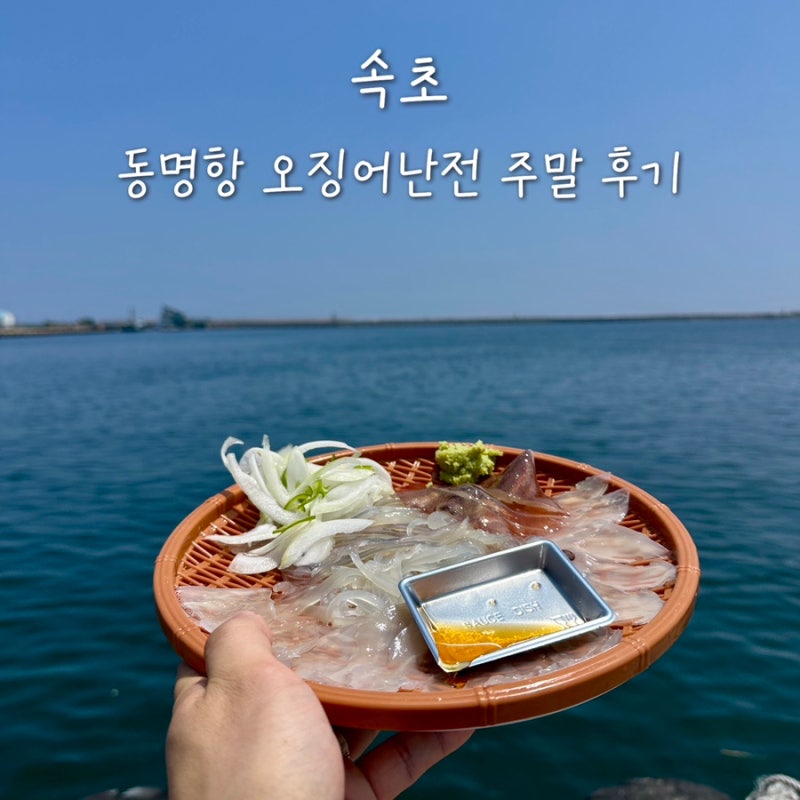 속초 동명항 오징어난전 위치 주차팁 영업시간 2호 신양호 오징어회 후기
