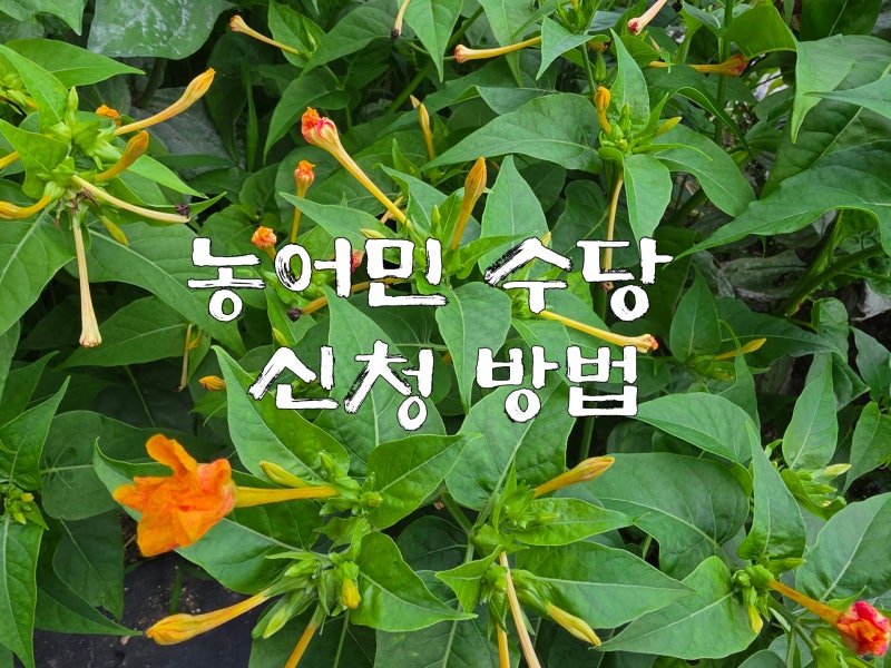 농어민수당 대상, 신청방법 총정리(2026년 최신)