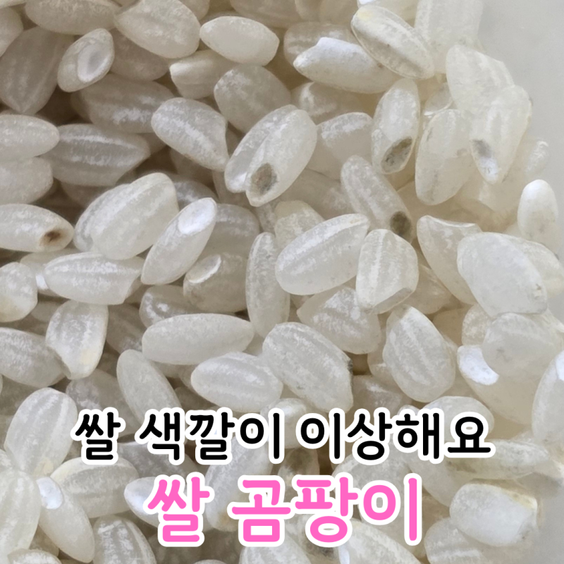 쌀에 곰팡이가?! 쌀 유통기한과 보관법