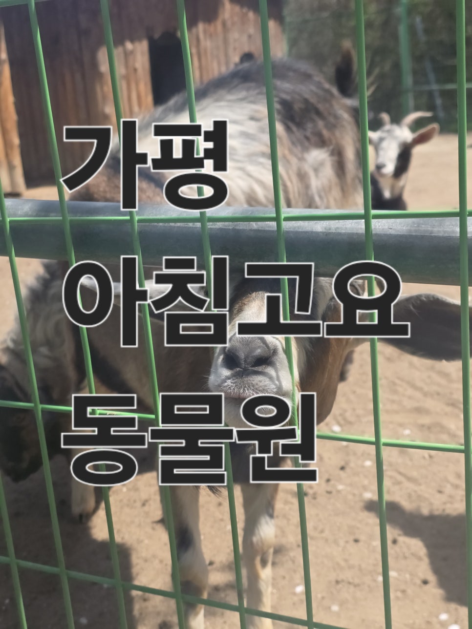 라온포레키즈풀빌라 사진 1