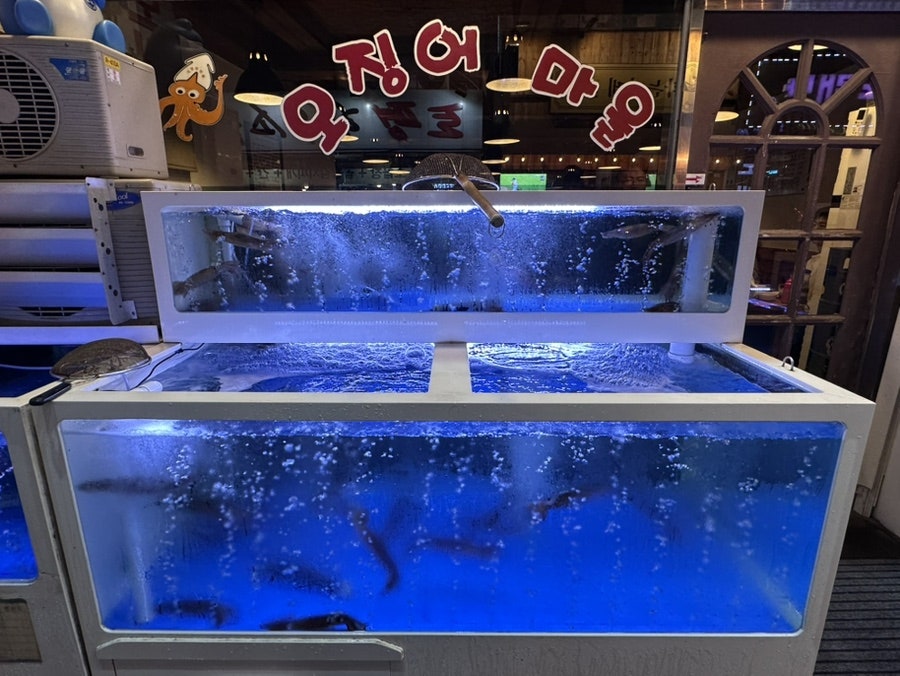 오징어마을 사진 2