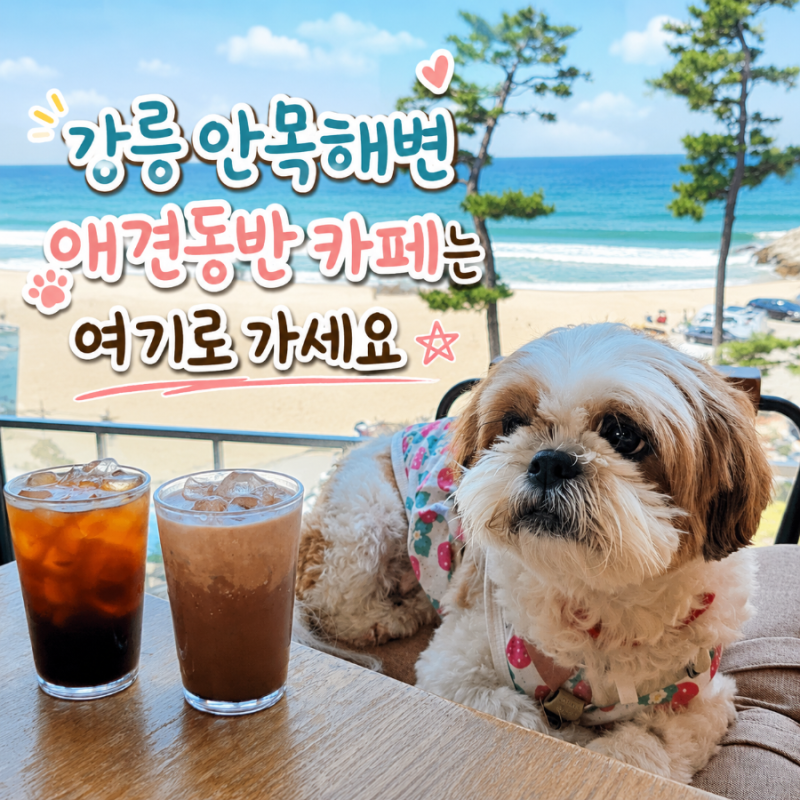 강릉 안목해변 애견동반 카페 대형 펫존 커피 아메리카