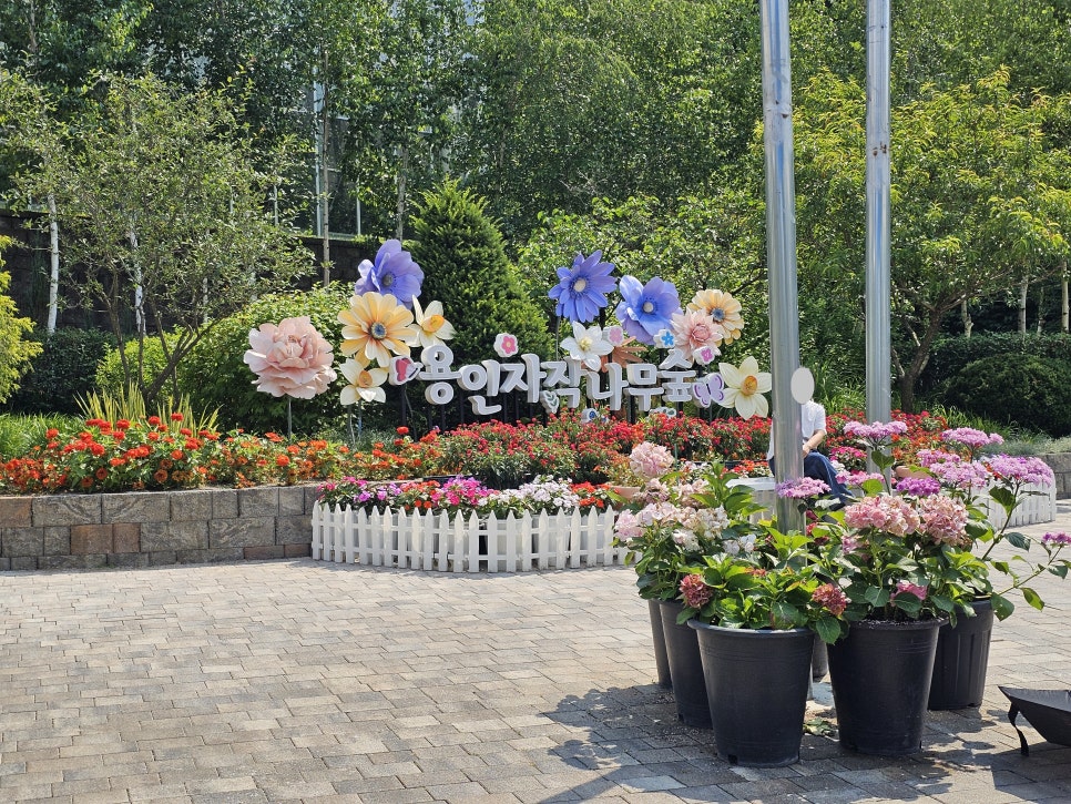 자작나무 사진 3