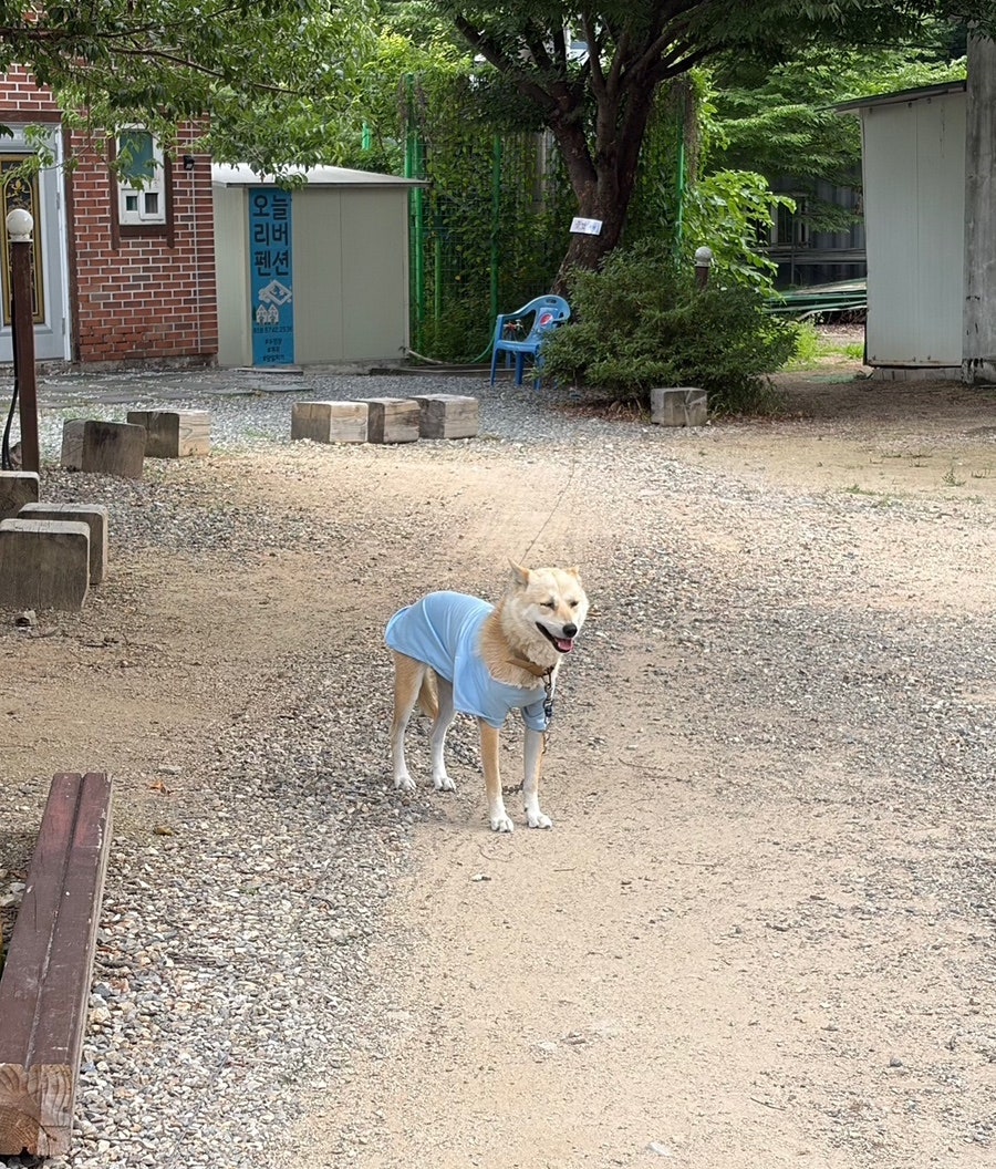 오늘리버독채펜션 사진 4