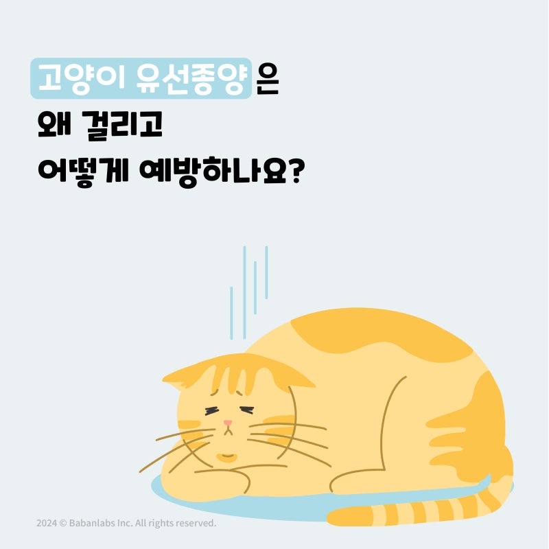 고양이 배에 멍울이 만져지나요? 고양이 유선종양의 원인과 증상_원미 동물병원