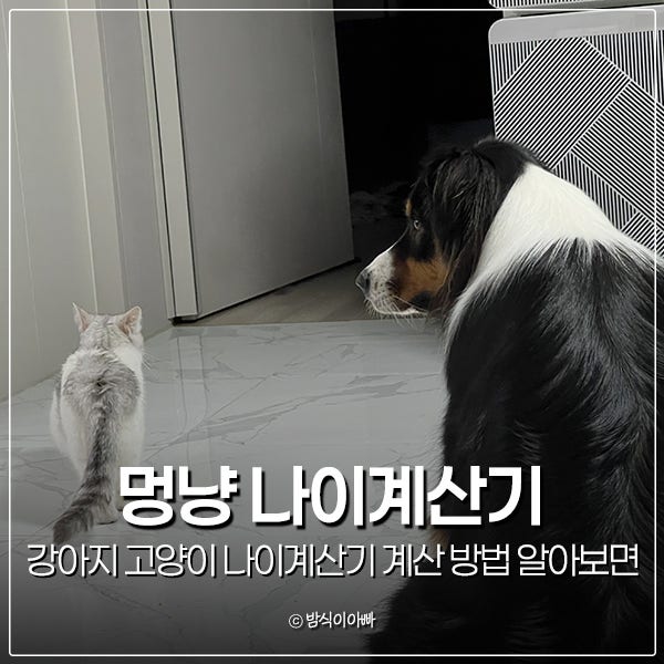 강아지 고양이 나이계산기 계산 방법 알아보면