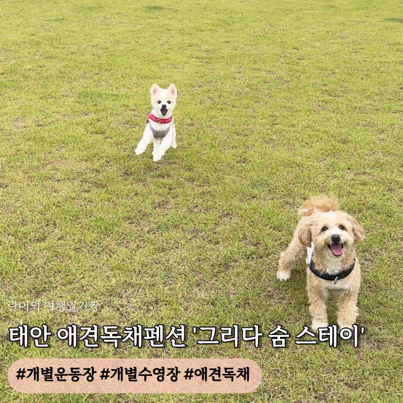 [충남] 태안 개별마당이 있는 애견독채펜션 '그리다숨 스테이'에서의 1박 2일