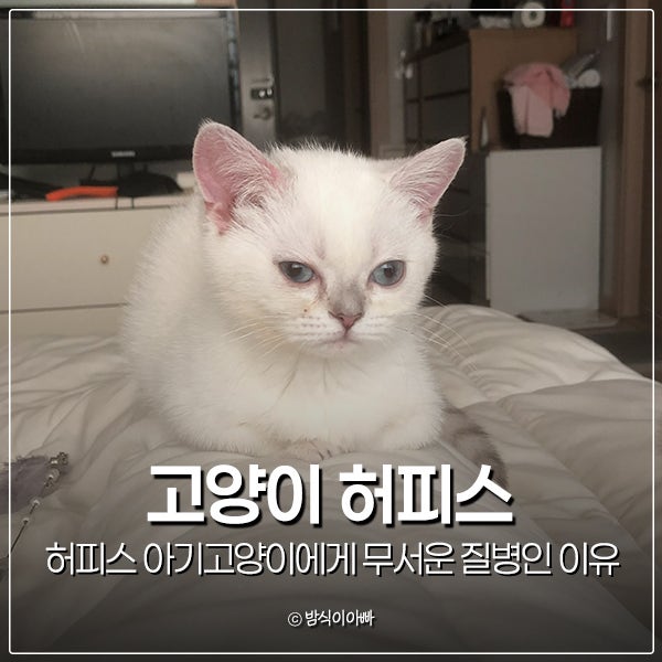 고양이 허피스 아기고양이에게 무서운 질병인 이유