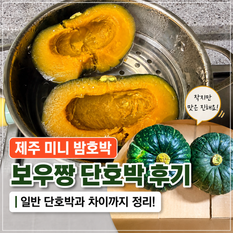 제주 미니 밤호박 보우짱 단호박 일반 단호박 차이