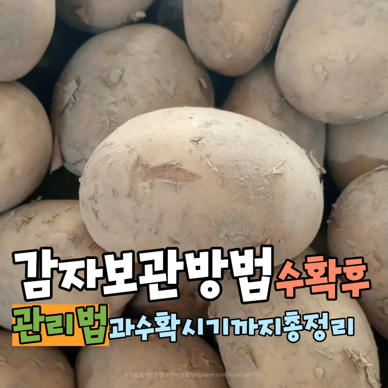 감자 보관방법, 수확시기부터 수확 후 관리법까지