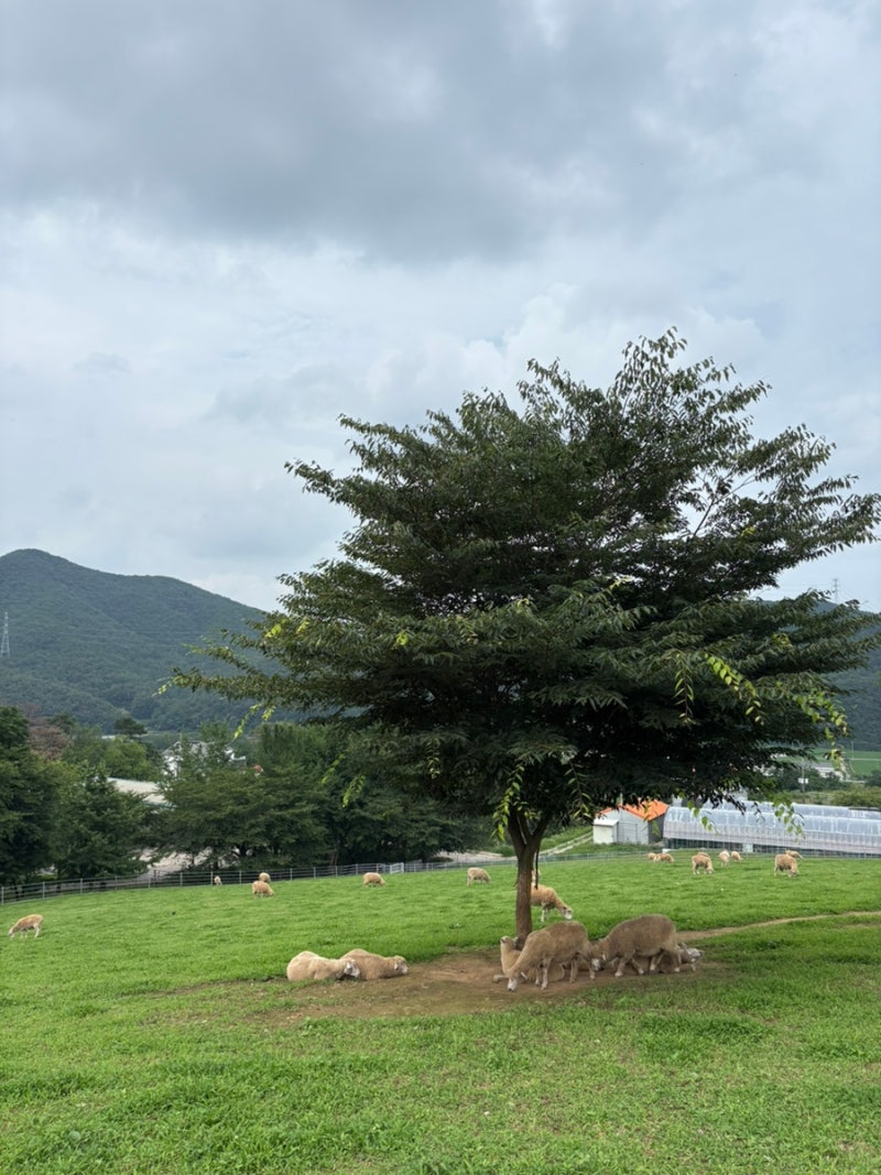 260629-260705 (feat. 울산 하늘목장 밥집 신전돼지국밥, 고마워토토 해운대, 달맞이 살레 아기랑)