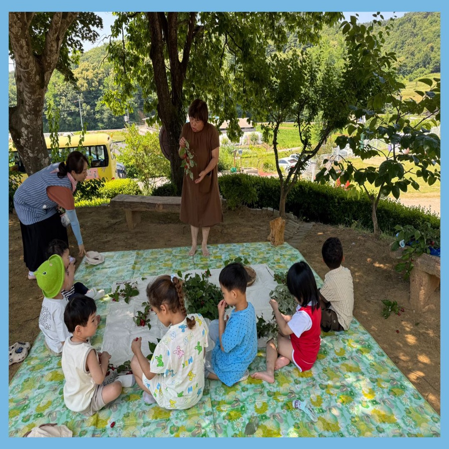 보리수 사진 3