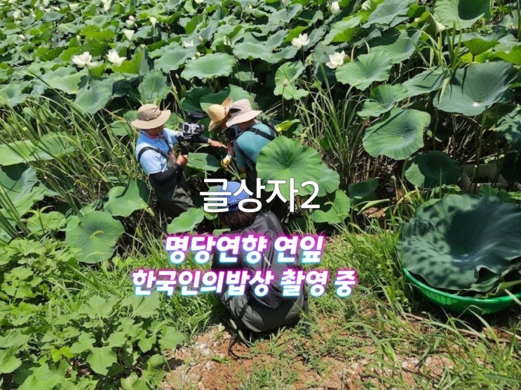 명당연향 연잎 <b>한국인의 밥상</b> 촬영했어요.
