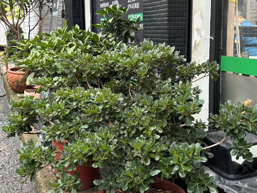 가야농원 사진 5