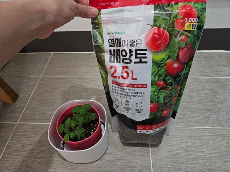 다이소 배양토로 방울토마토 분갈이 했어요