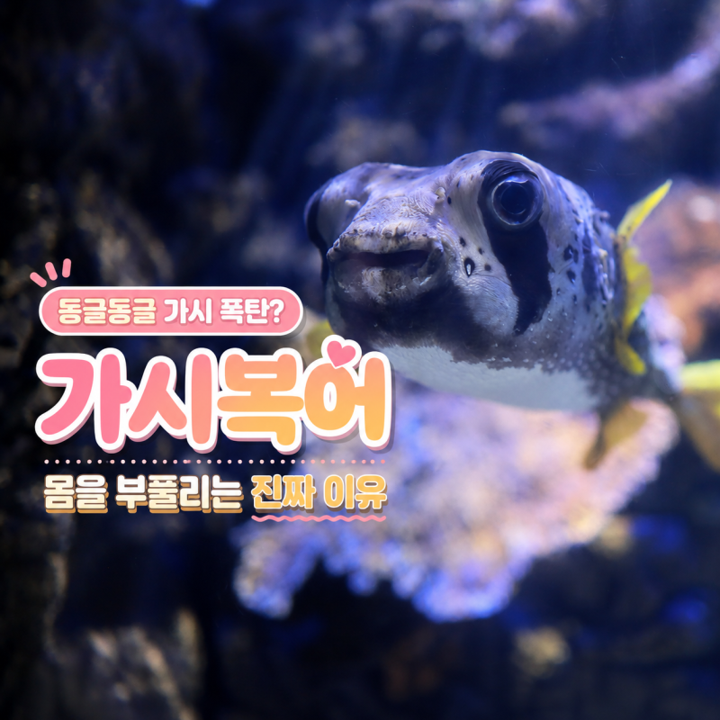 동글동글 가시 폭탄? 가시복어가 몸을 부풀리는 진짜 이유