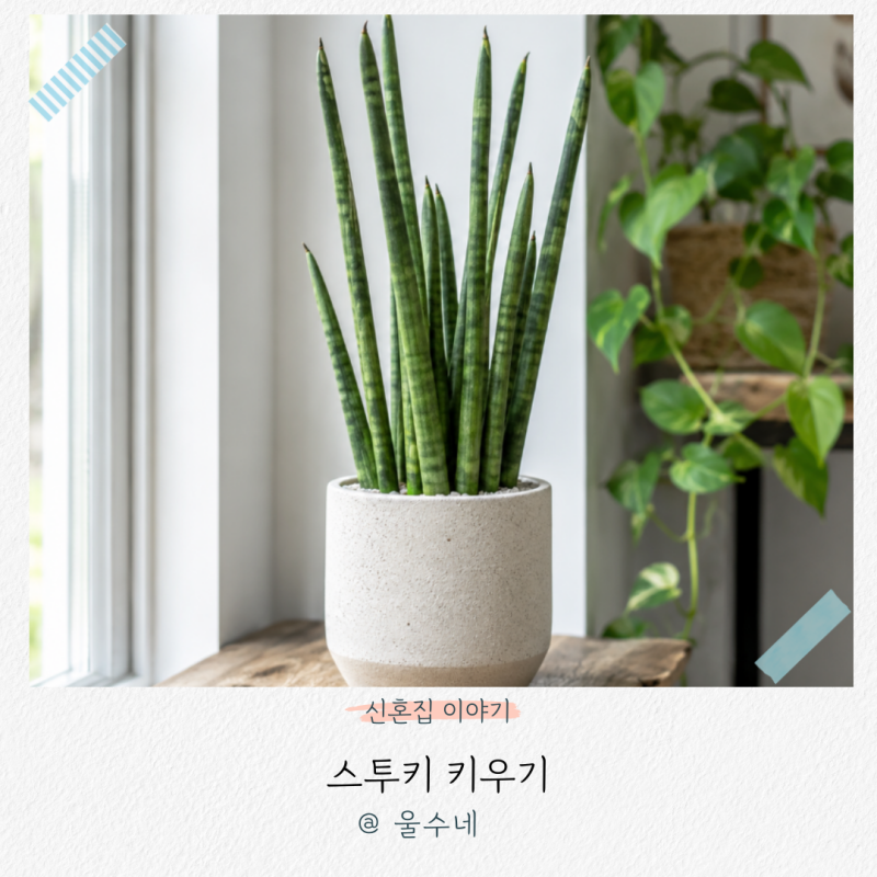 스투키 키우기, 실수하기 쉬운 물주기 분갈이 방법과 번식 팁