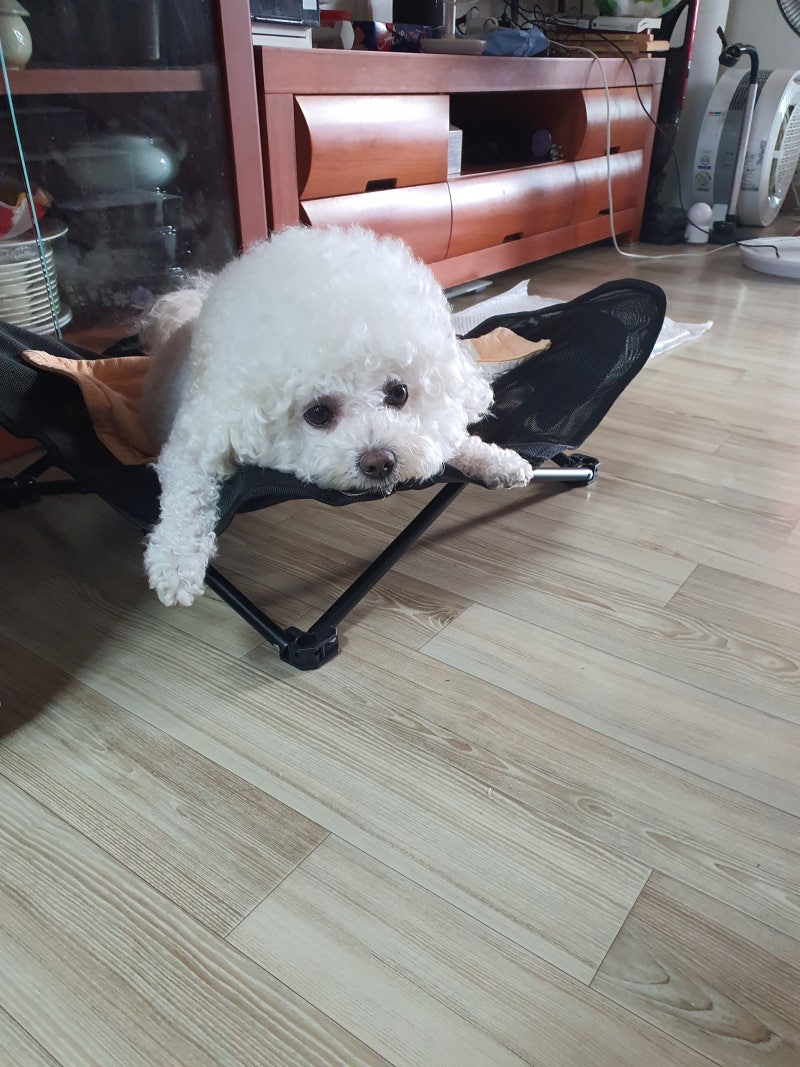 [강아지쿨매트] 브리즈문 반려동물 캠핑 해먹 의자, 강아지냉감패드 대신 선택한 내돈내산 ....