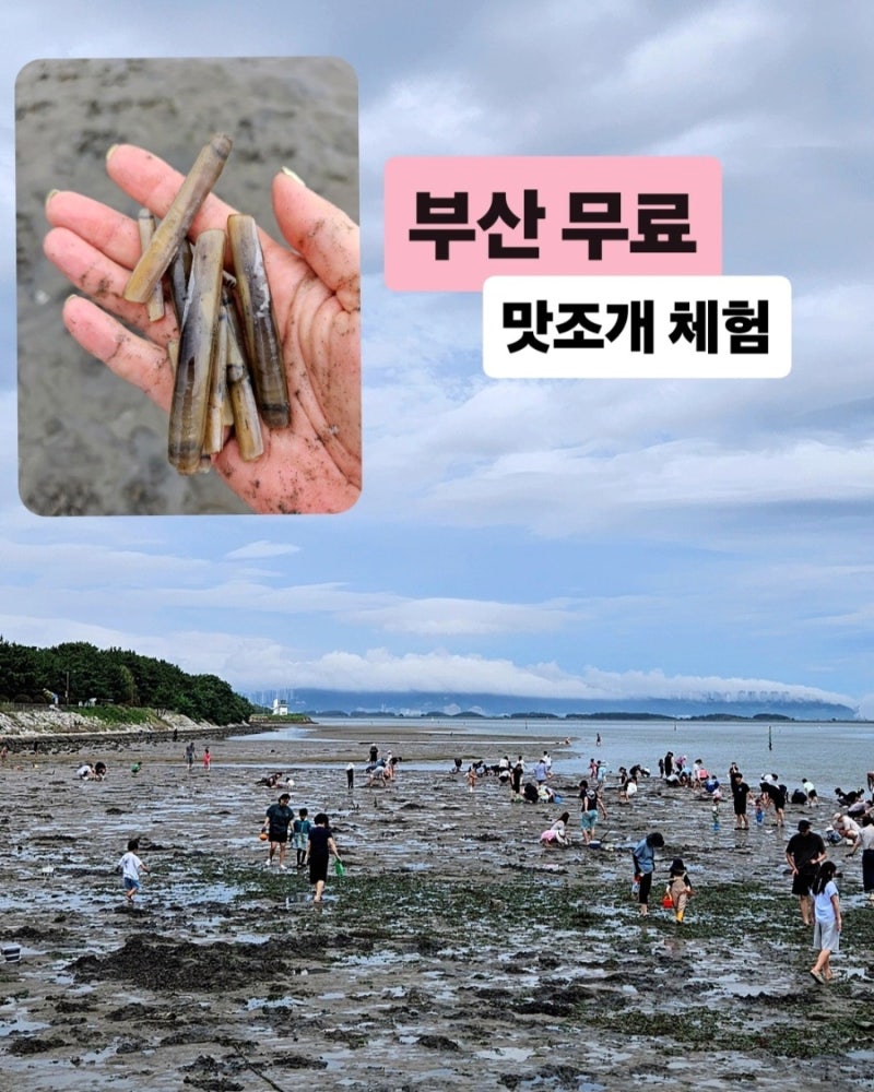 부산 명지 신호공원 맛조개 체험｜무료 갯벌체험 물때·준비물·꿀팁 총정리