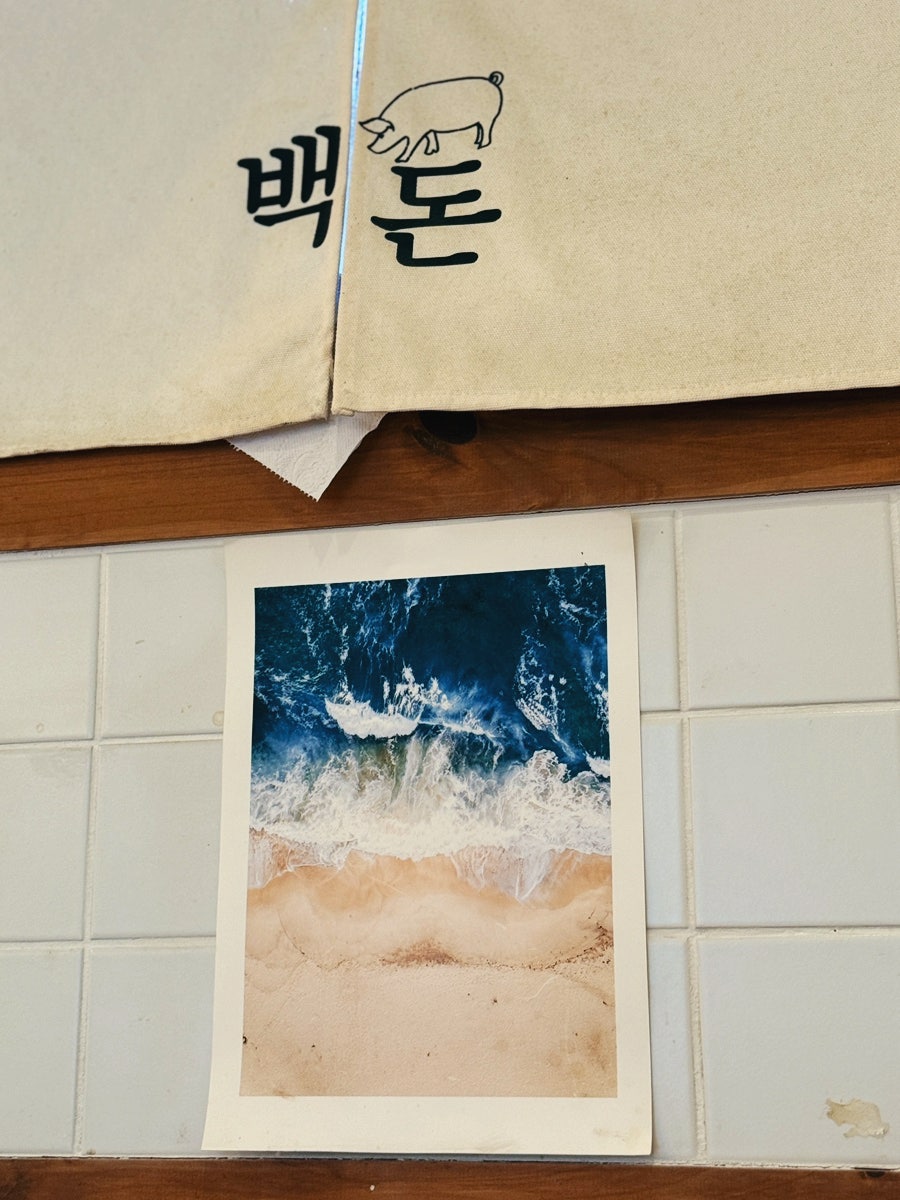 백돈 사진 6
