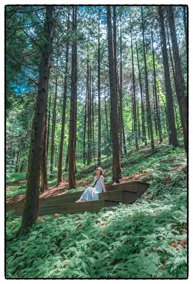 부귀편백숲산림욕장 사진 1