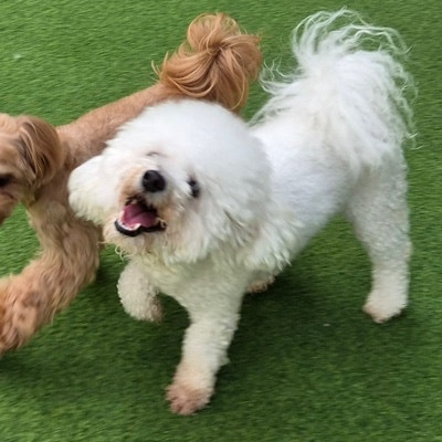 [개육아꿀템] 강아지 오메가3 효과 총정리 (복용법 + 체중별 정확 계산법 + 과다급여 주의)