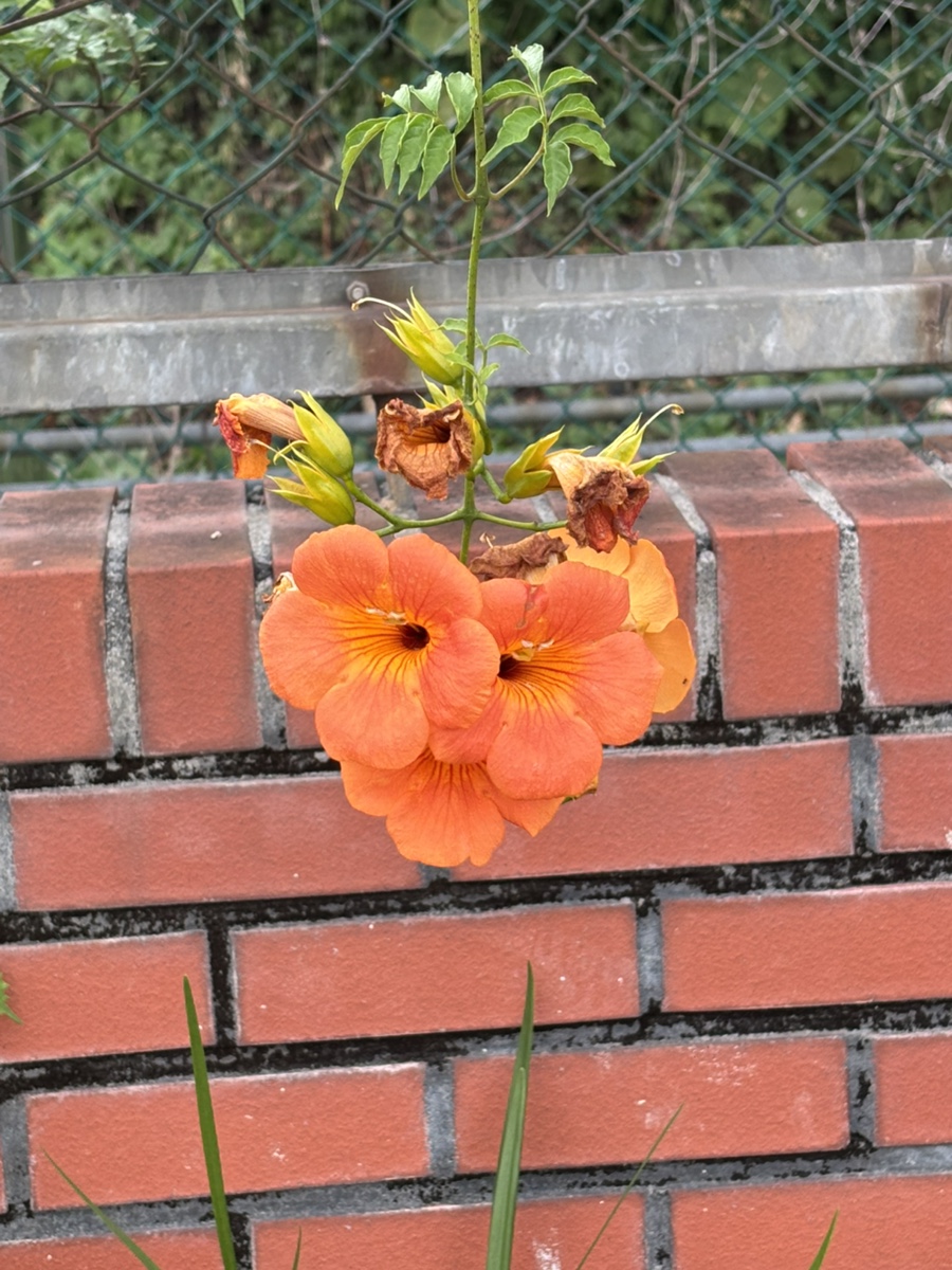 오마모리 다사 사진 1