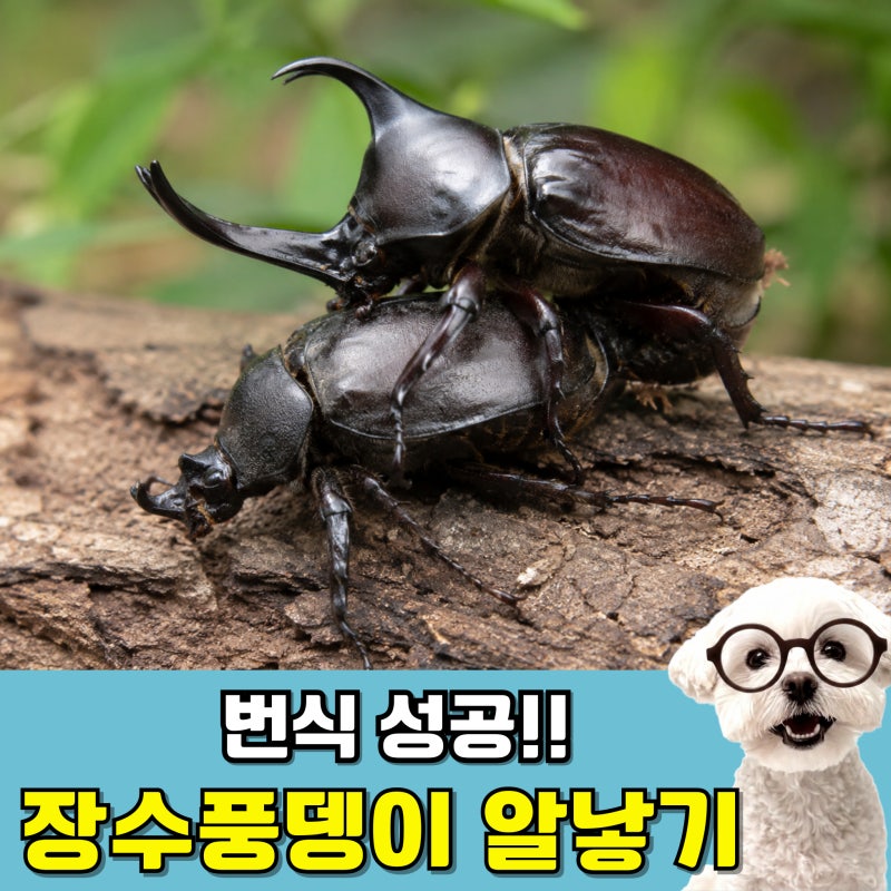 장수풍뎅이 암컷 수컷 구별 짝짓기 성공적인 번식 알낳기