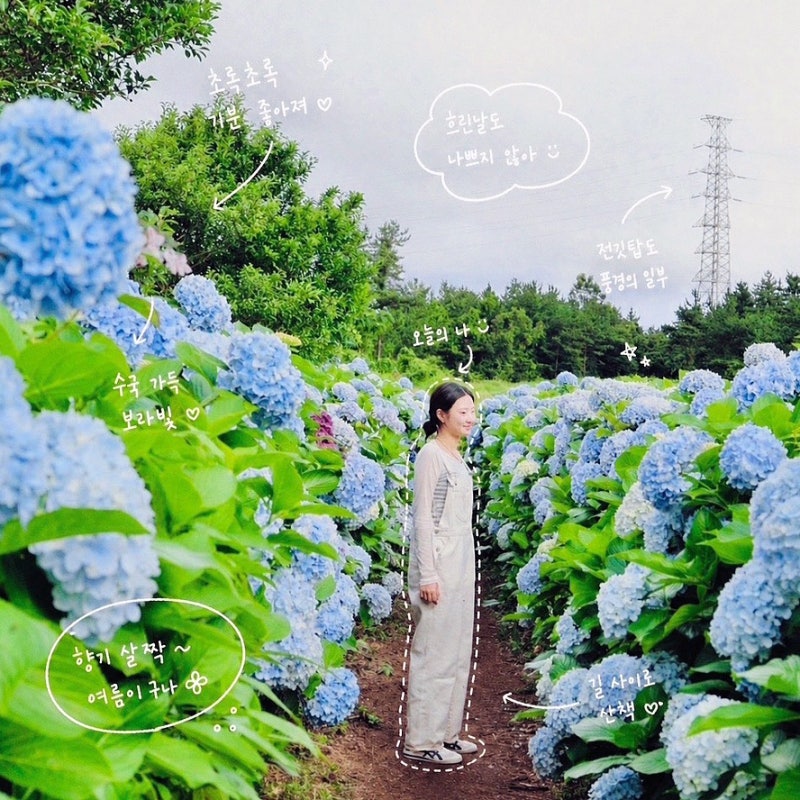 제주도 오름 추천 병악오름 수국길 실시간 개화 상황 지금 가장 예쁜 제주 서쪽 오름