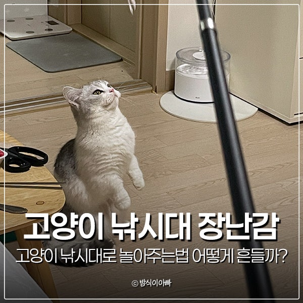 고양이 낚시대 장난감으로 놀아주는법 어떻게 흔들까?
