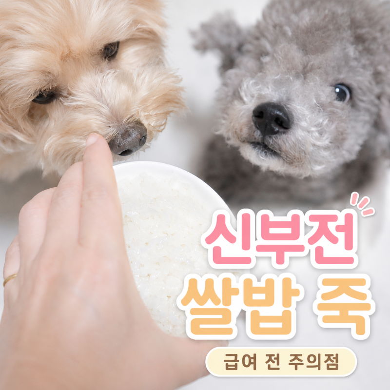 신부전 강아지 쌀밥 죽, 괜찮을까? 급여 전 주의점