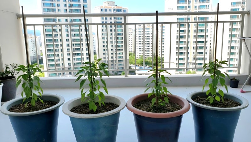 집에서 고추키우기, 고추 농사 모종심기 지지대 (고추대세우기)