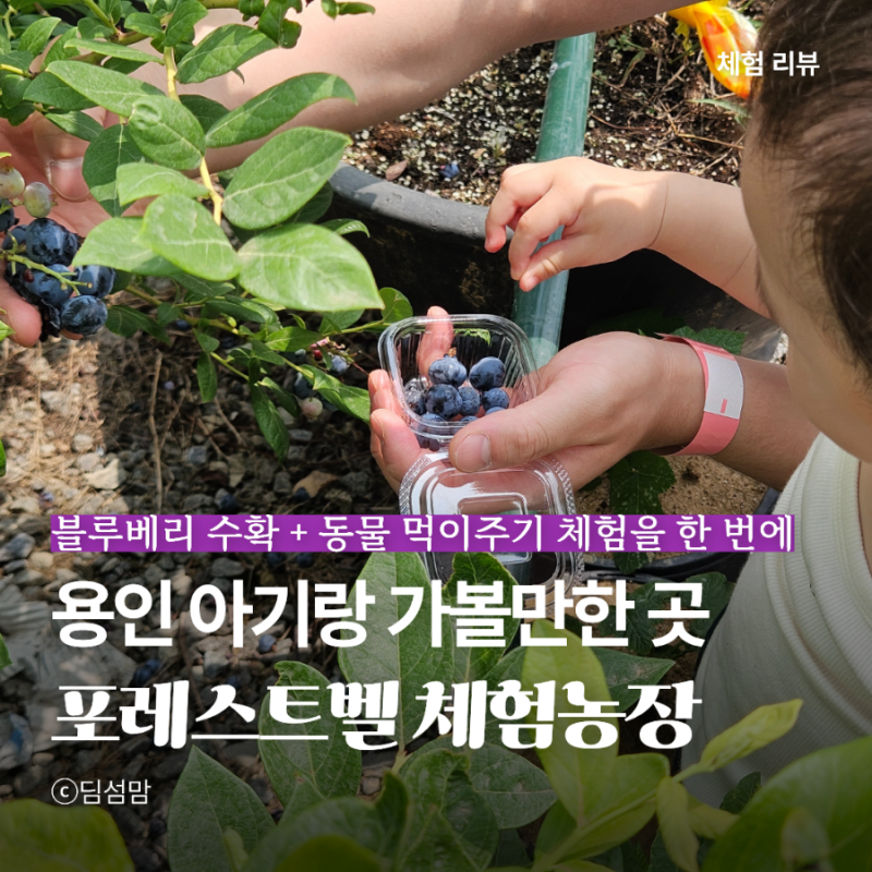 용인 20개월 아기랑 갈만한 곳 포레스트벨 블루베리 농장 동물체험 후기