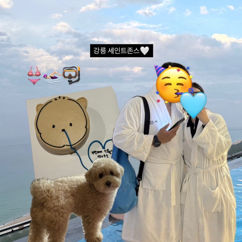 강릉 애견동반 숙소 추천｜세인트존스 호텔 펫 트윈룸·주차장·체크인 혼잡도·인피니티풀 ....