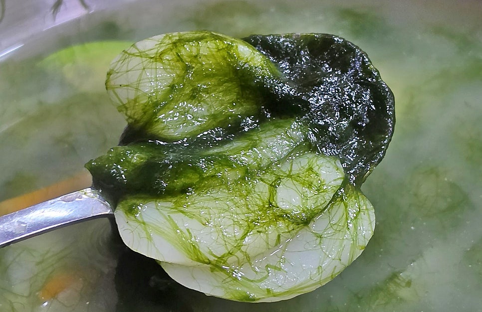 소풍 사진 6