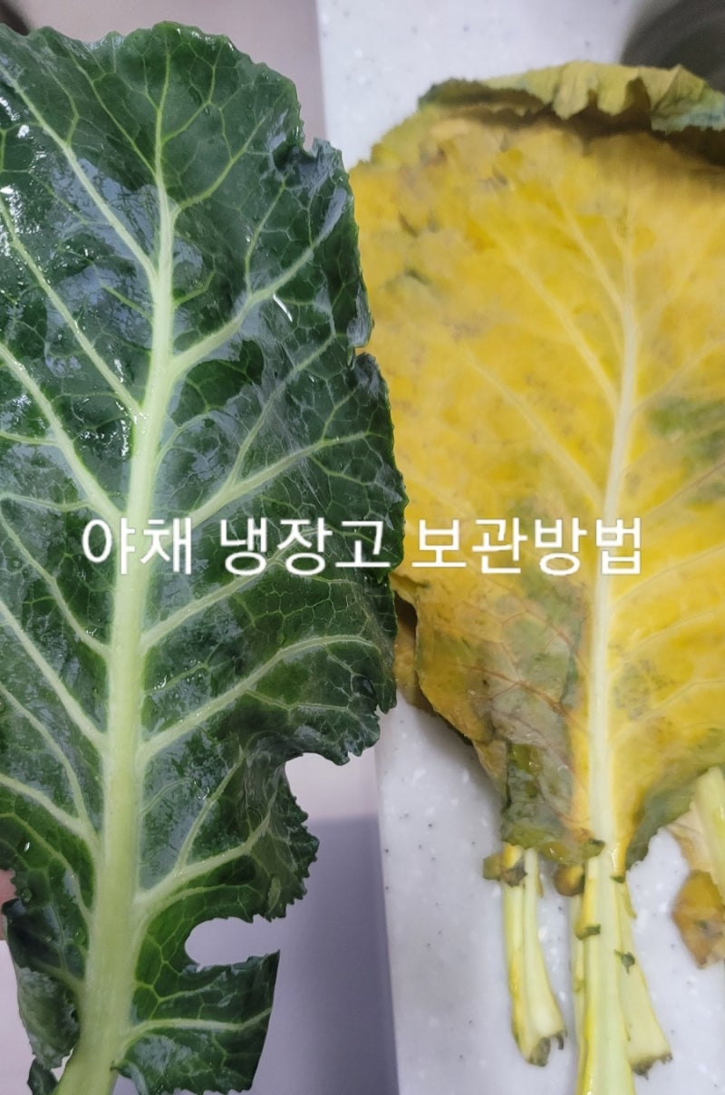 야채 냉장고 보관법은? 봉지째 냉장 보관과 밀폐용기 보관 차이