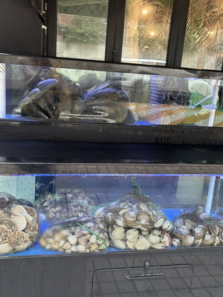 조개폭식 사진 3