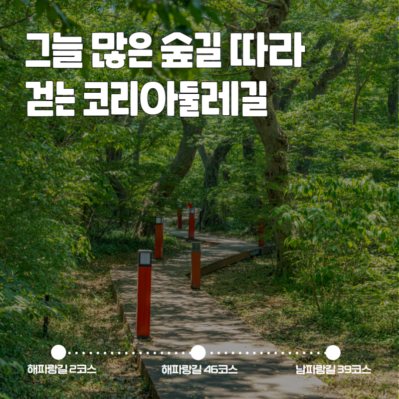 [코둘큐레이션] 울창한 숲을 지나는 코리아둘레길 3곳